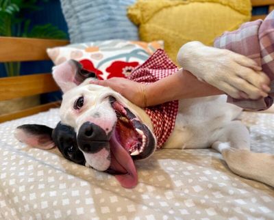 Daisy June Miss Happy Pants thumbnail 7