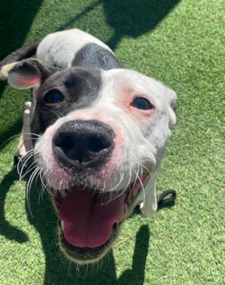 Daisy June Miss Happy Pants thumbnail 13