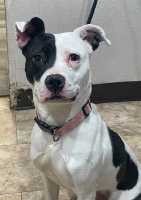 Daisy June Miss Happy Pants thumbnail 6