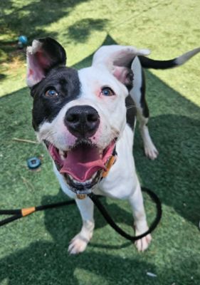 Daisy June Miss Happy Pants thumbnail 5