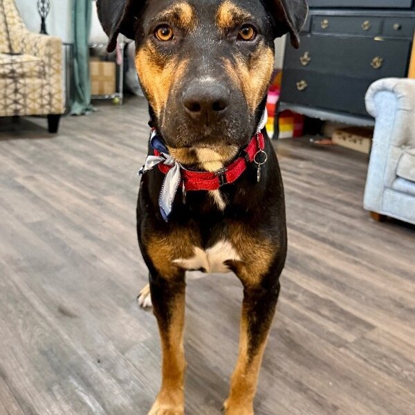 Papi Chulo De La Calle, a Pit Bull Terrier dog