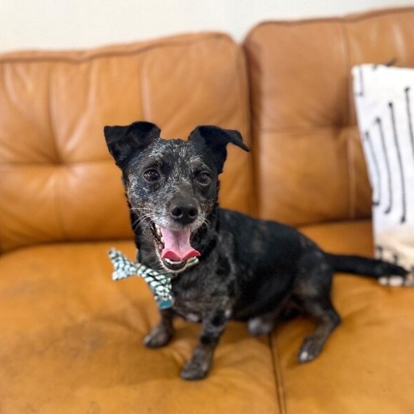 Darrell Chi Wiener, a Dachshund dog