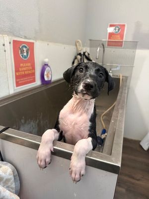 Joan the family pup thumbnail 7