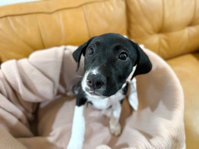 Joan the family pup thumbnail 15