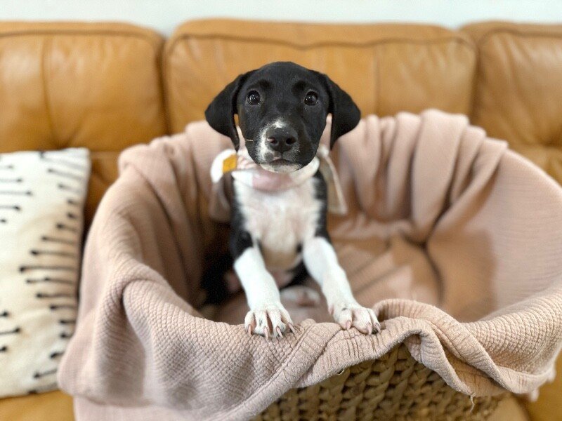 Joan the family pup - Photo 1