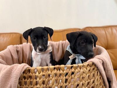 Joan the family pup thumbnail 14