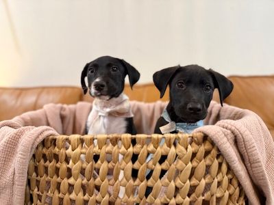Joan the family pup thumbnail 12