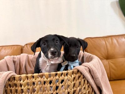 Joan the family pup thumbnail 3