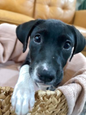 Joan the family pup thumbnail 9