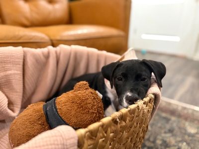 Joan the family pup thumbnail 6