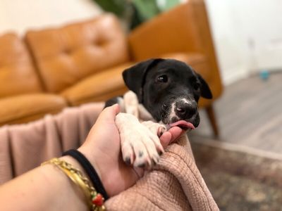 Joan the family pup thumbnail 2