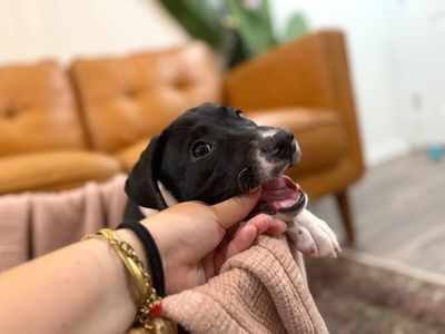 Joan the family pup thumbnail 8