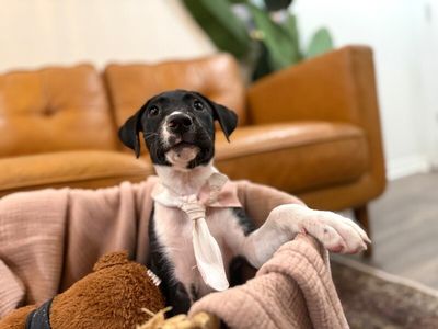 Joan the family pup thumbnail 4