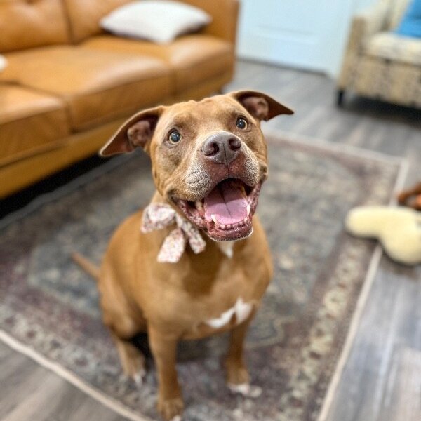 Dixon Flannel Couch Potato Perfection, a American Pit Bull Terrier dog