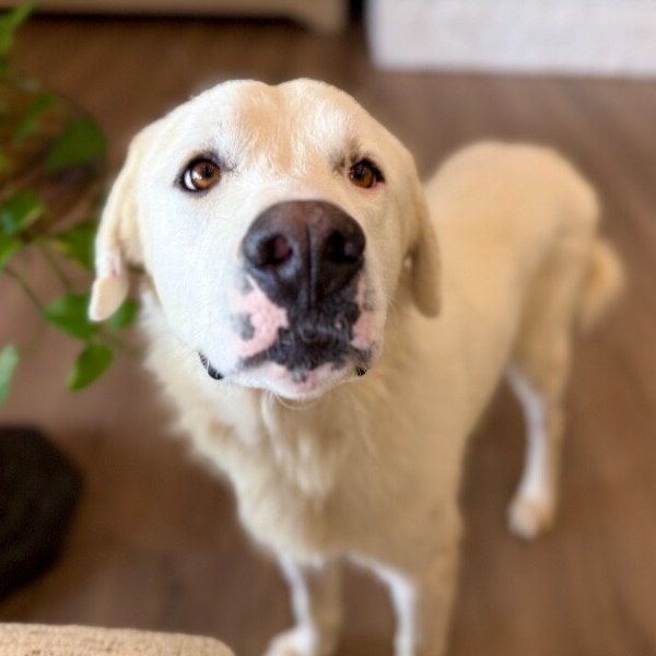 Jetson Juniper James At Your Service, a Great Pyrenees dog