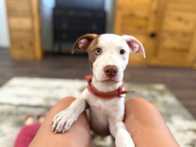 Joel Tigre With The Dreamy Eyes thumbnail 1