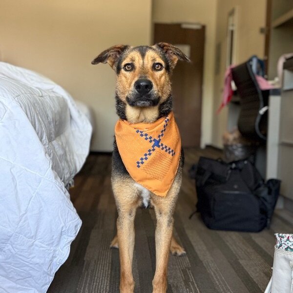 Goose McGraw Wingman Best Boy, a German Shepherd Dog dog
