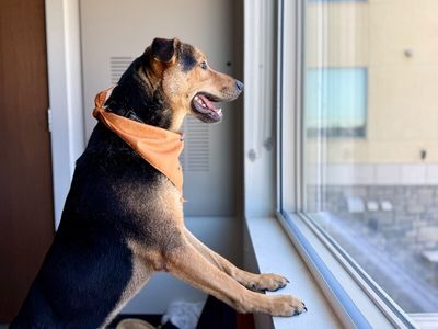 Goose McGraw Wingman Best Boy thumbnail 15