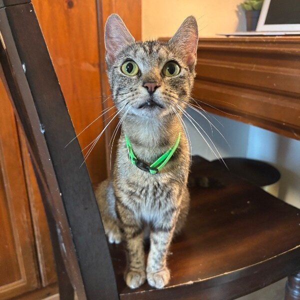 Roda Woodville, a Tabby cat