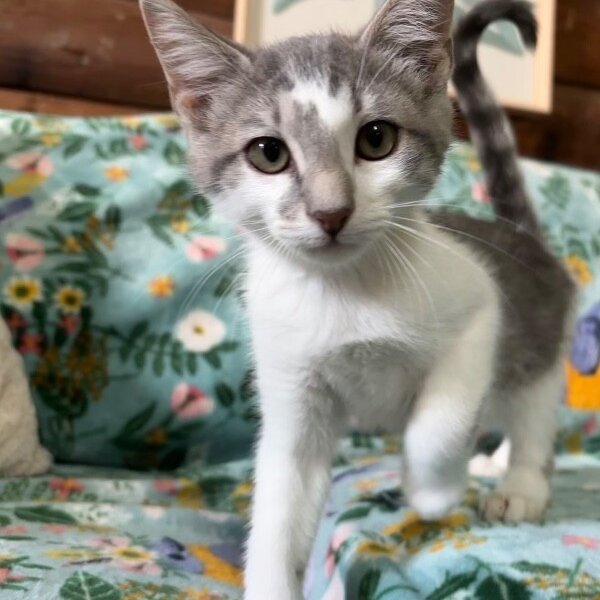Hashbrown the Dog Friendly Cutie, a Domestic Short Hair cat