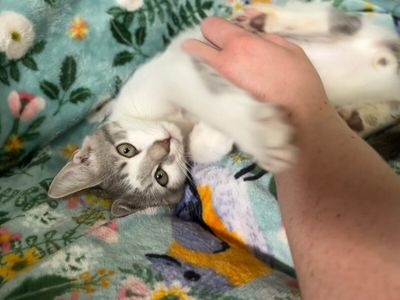 Hashbrown Sunnyside thumbnail 3