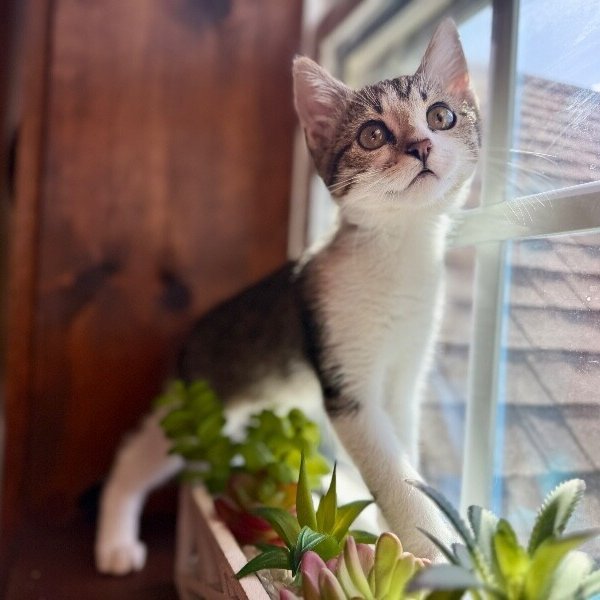 Bacon Sunnyside, a Tabby cat