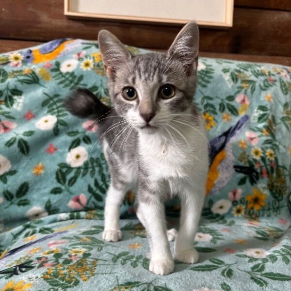 Omelet Sunnyside, a Domestic Short Hair cat