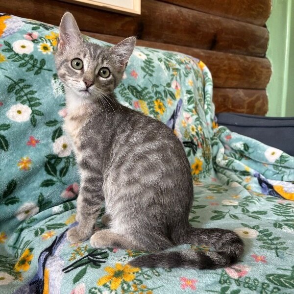 Muffin Sunnyside, a Tabby cat