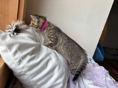 Erica Bloom the Queen of Cuddles thumbnail 5