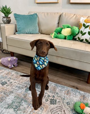 Anderson Beau One Good Pup thumbnail 3