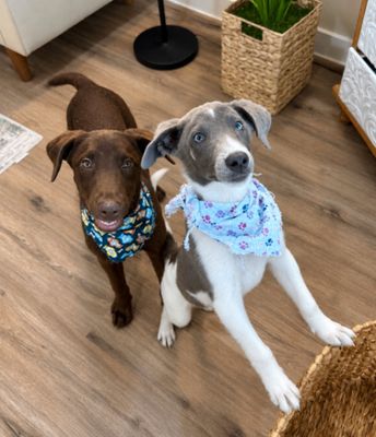 Anderson Beau One Good Pup thumbnail 2
