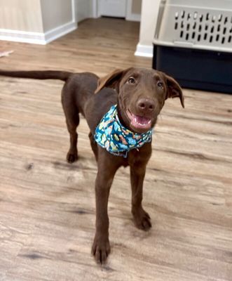 Anderson Beau One Good Pup thumbnail 4