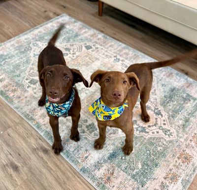 Anderson Beau One Good Pup thumbnail 5