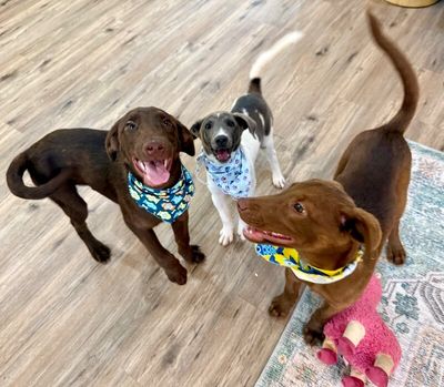 Anderson Beau One Good Pup thumbnail 10
