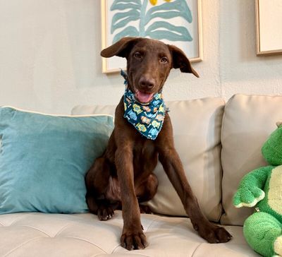 Anderson Beau One Good Pup thumbnail 8
