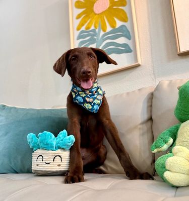 Anderson Beau One Good Pup thumbnail 6