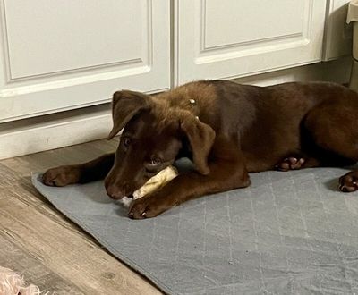 Anderson Beau One Good Pup thumbnail 13