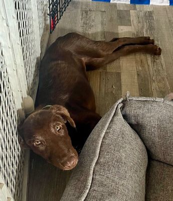 Anderson Beau One Good Pup thumbnail 11