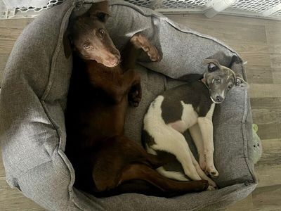 Anderson Beau One Good Pup thumbnail 12