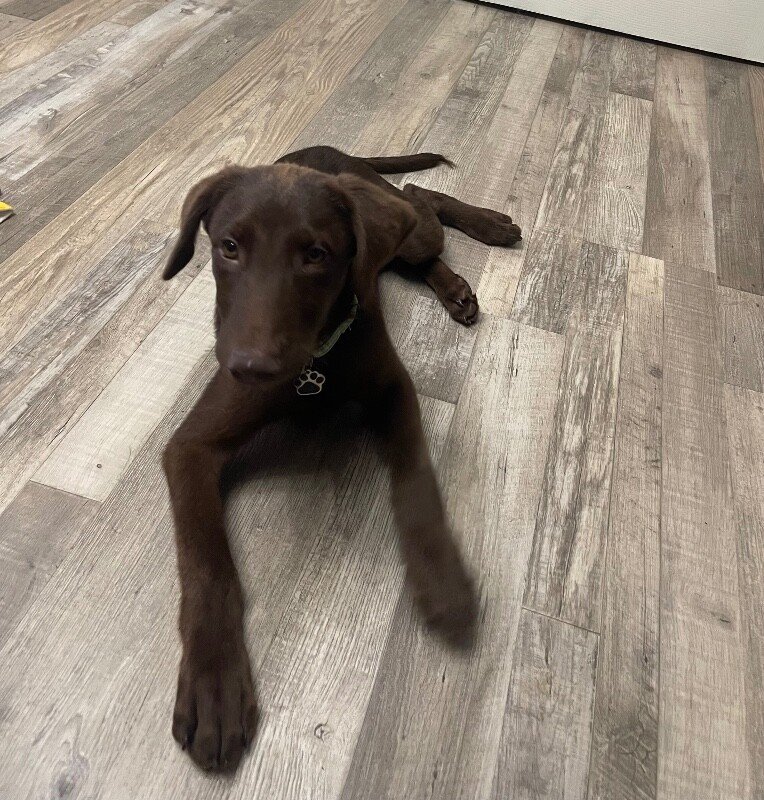 Anderson Beau One Good Pup - Photo 1