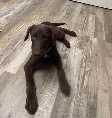 Anderson Beau One Good Pup thumbnail 1