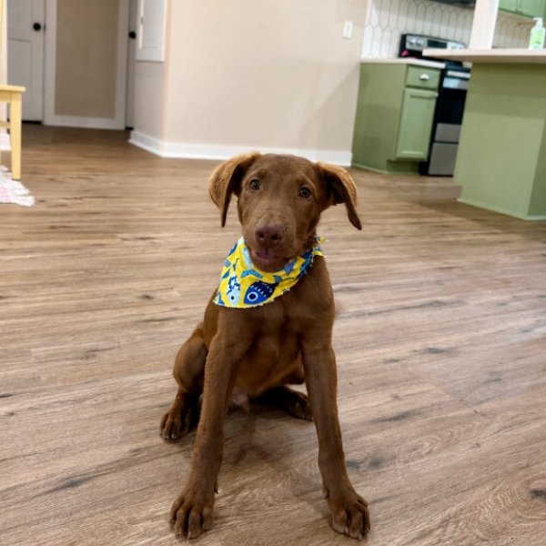 Briggs Bubba Sweet Boy Energy, a Labrador Retriever dog