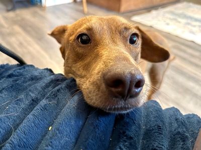 Tully Tilly Mini Party Pittie thumbnail 10