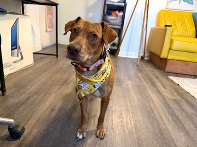 Tully Tilly Mini Party Pittie thumbnail 6