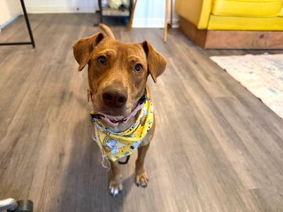 Tully Tilly Mini Party Pittie thumbnail 8