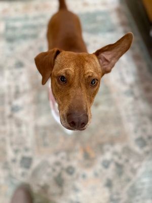 Tully Tilly Mini Party Pittie thumbnail 13