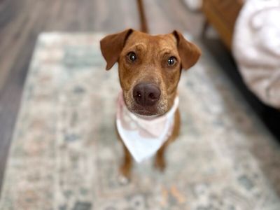 Tully Tilly Mini Party Pittie thumbnail 16