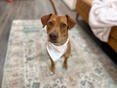 Tully Tilly Mini Party Pittie thumbnail 1