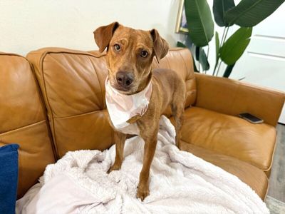 Tully Tilly Mini Party Pittie thumbnail 12
