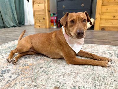 Tully Tilly Mini Party Pittie thumbnail 11